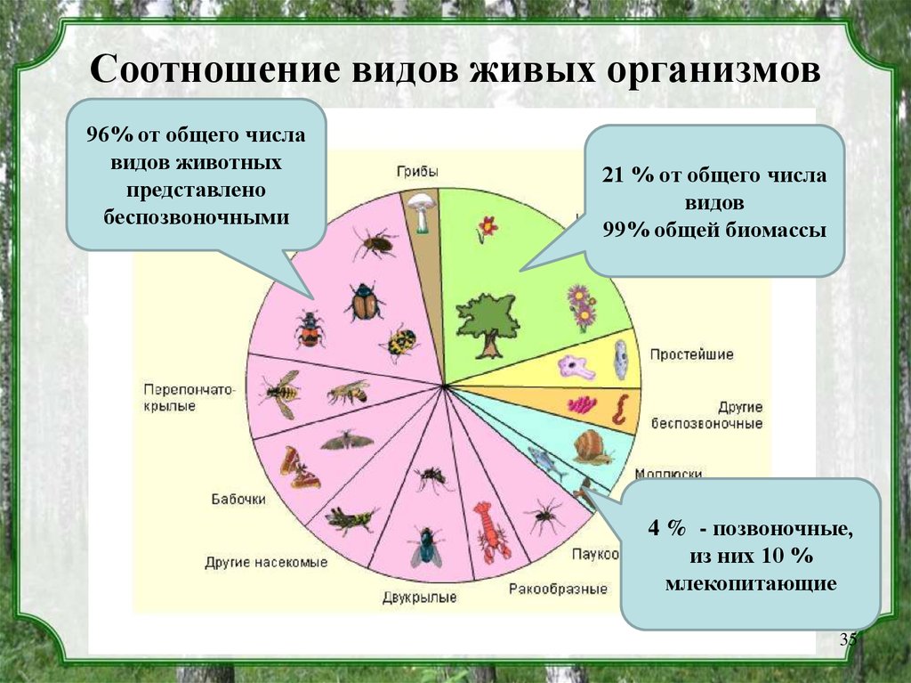 Сколько разновидностей. Соотношение видов живых организмов. Соотношение видов животных. Видовое соотношение живых организмов. Количество живых организмов на земле.