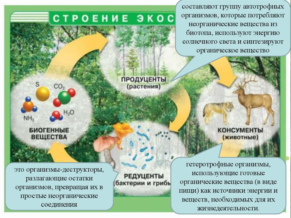 Потребляют органические вещества запасенные продуцентами. Структура биосферы. Продуценты в биосфере. Вернадский учение о биосфере схема. Учение Вернадского о биосфере компоненты биосферы.