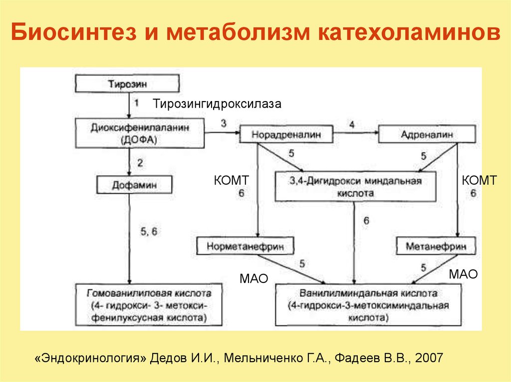 Адреналин обмен веществ