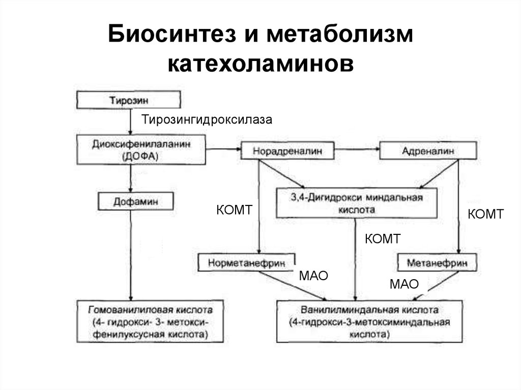 Схема синтеза катехоламинов