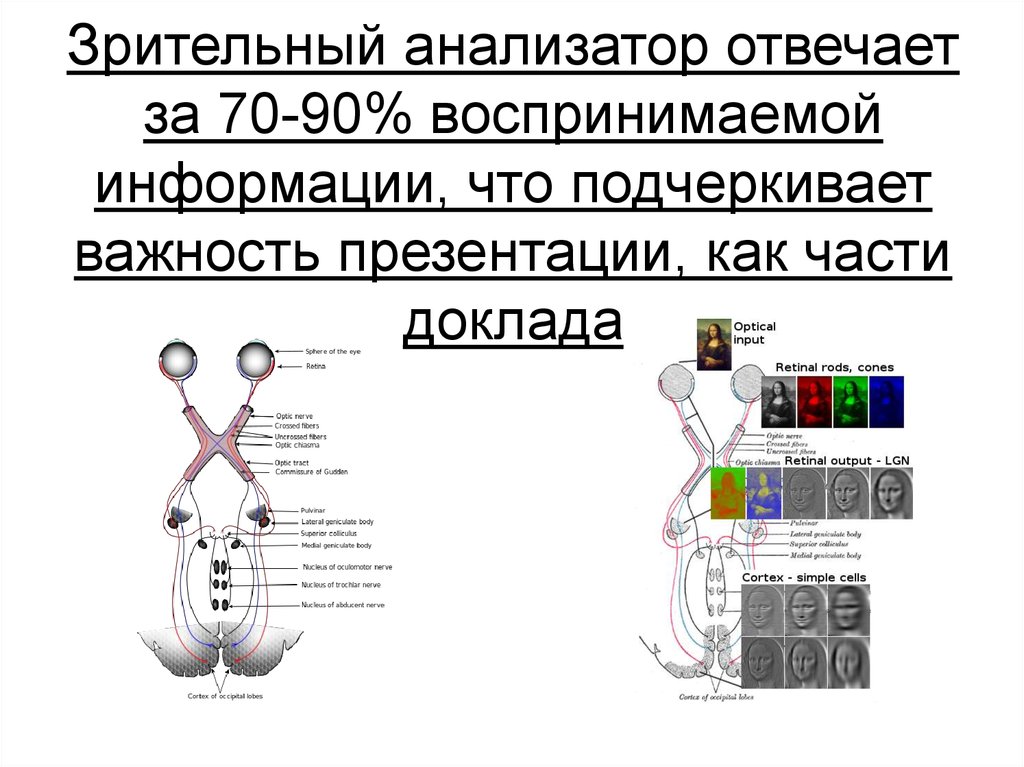 Кроссворд зрительный анализатор