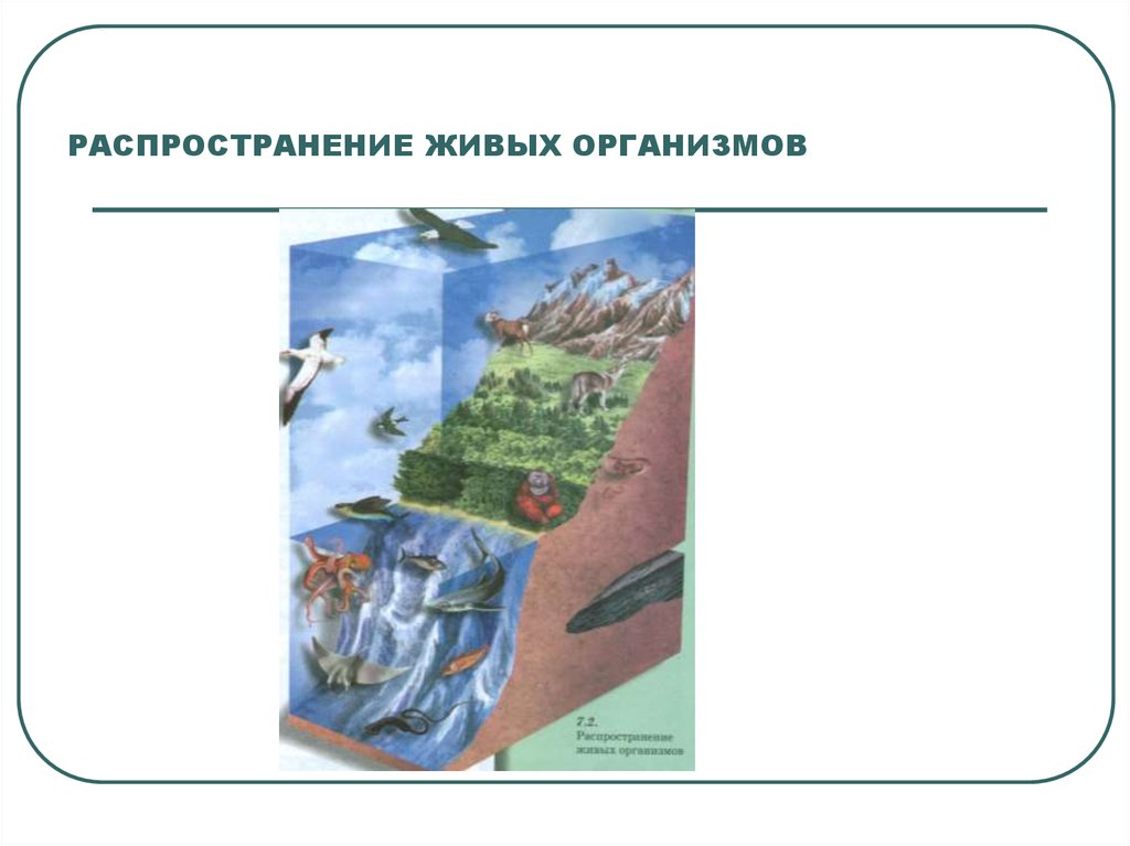 Разнообразие и распространение организмов на земле 6 класс презентация