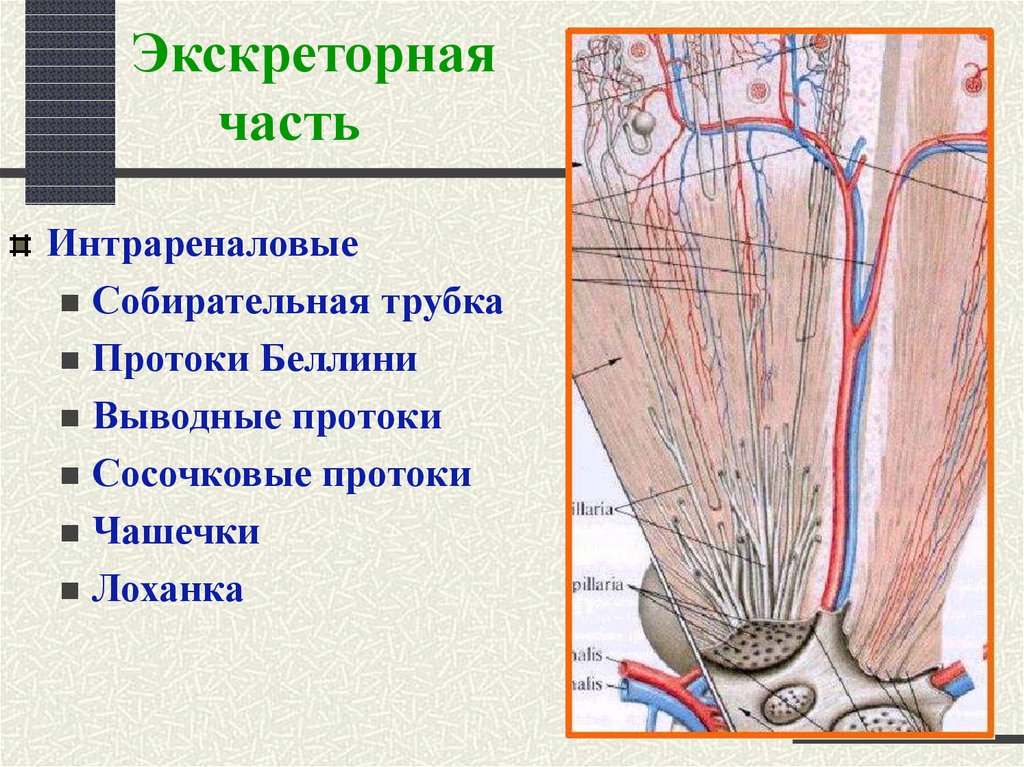 Какую функцию выполняет собирательная трубка