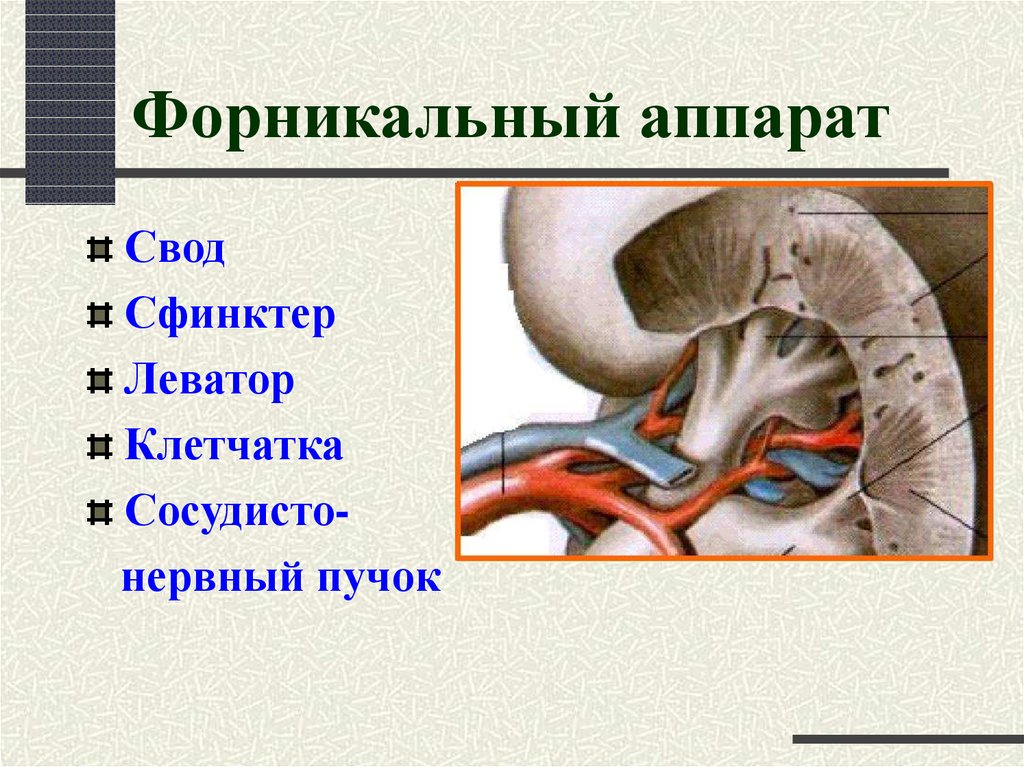 Форникальный аппарат