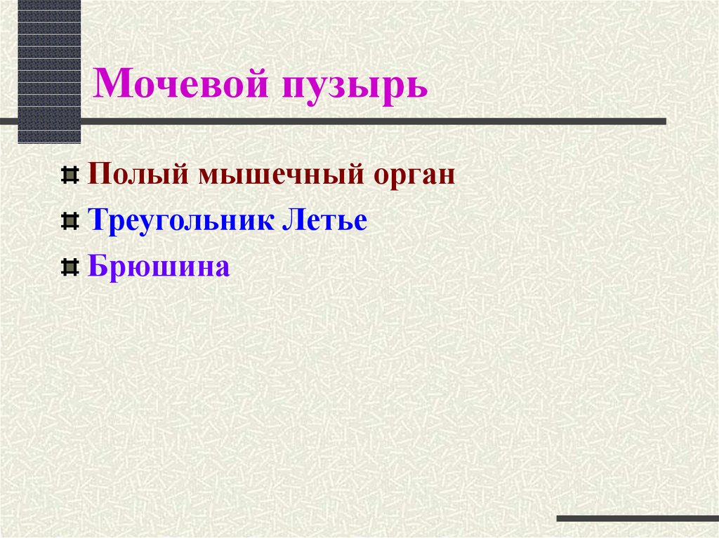 Мочевой пузырь