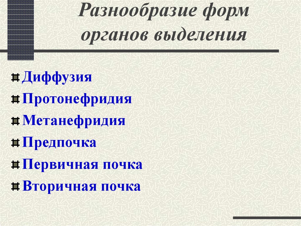Выделительная система - презентация онлайн