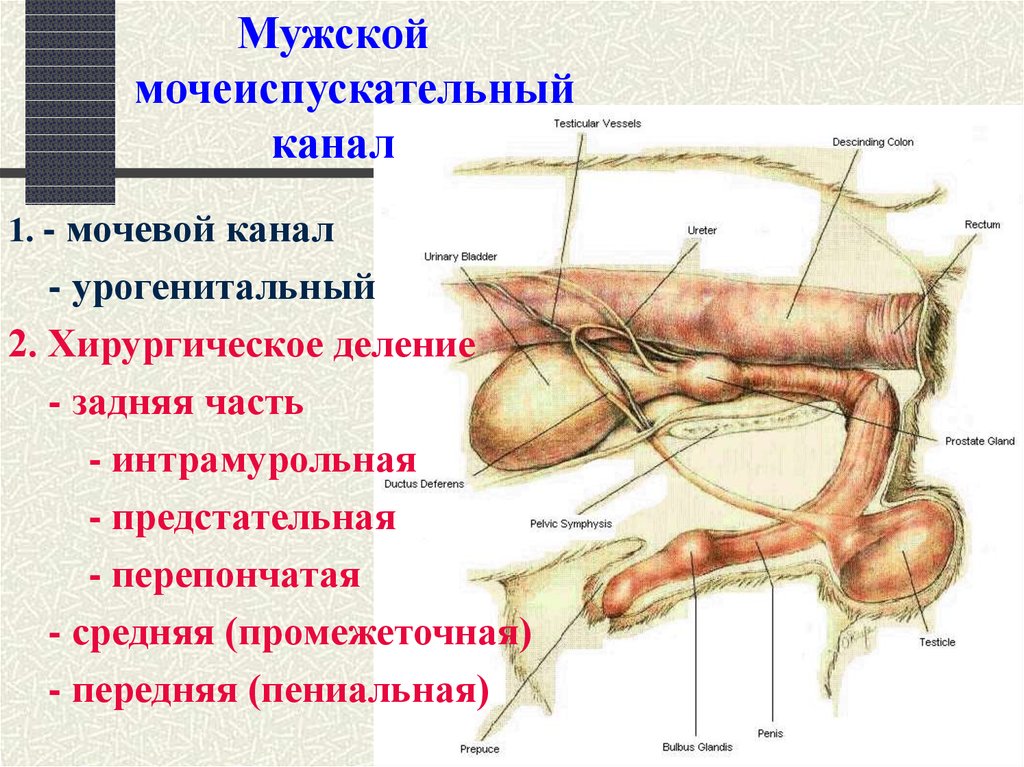 Мужской мочеиспускательный канал