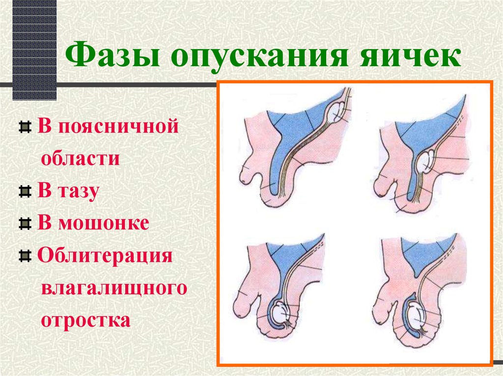 Фазы опускания яичек