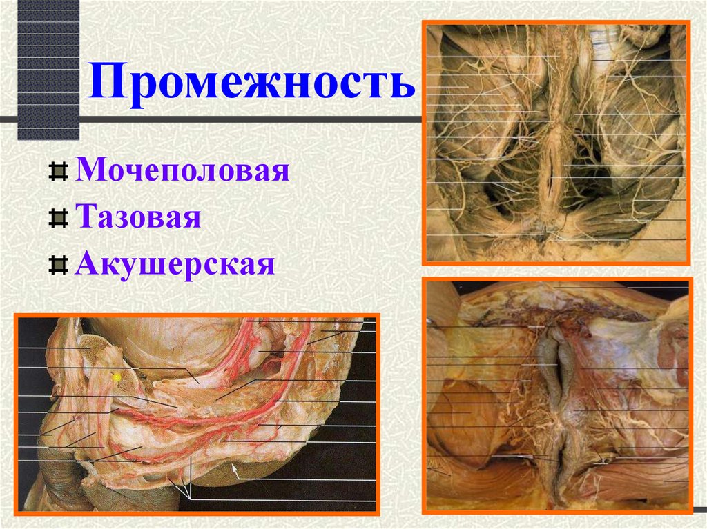 Промежность