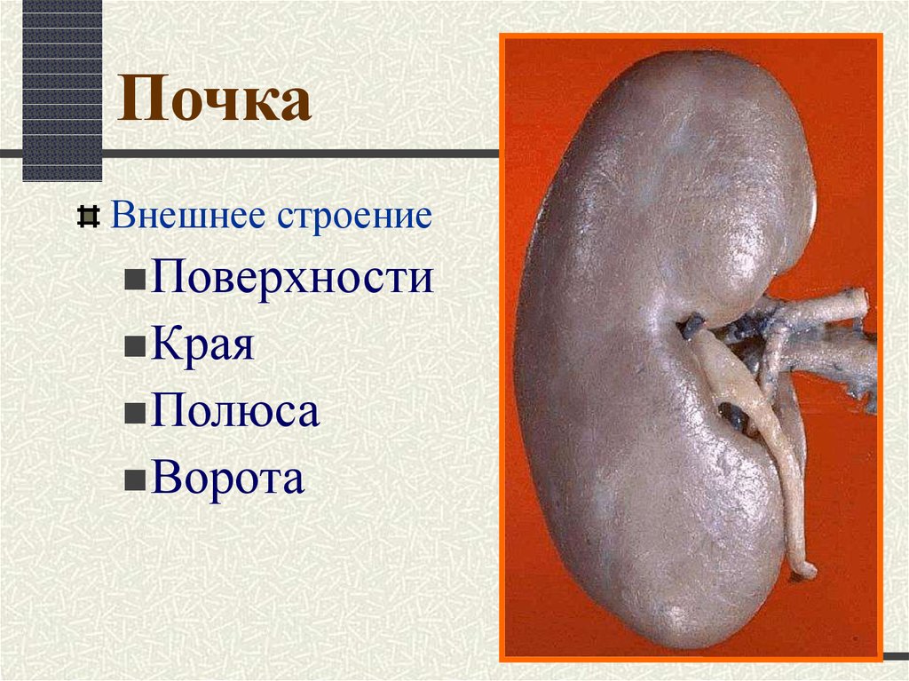 Почка