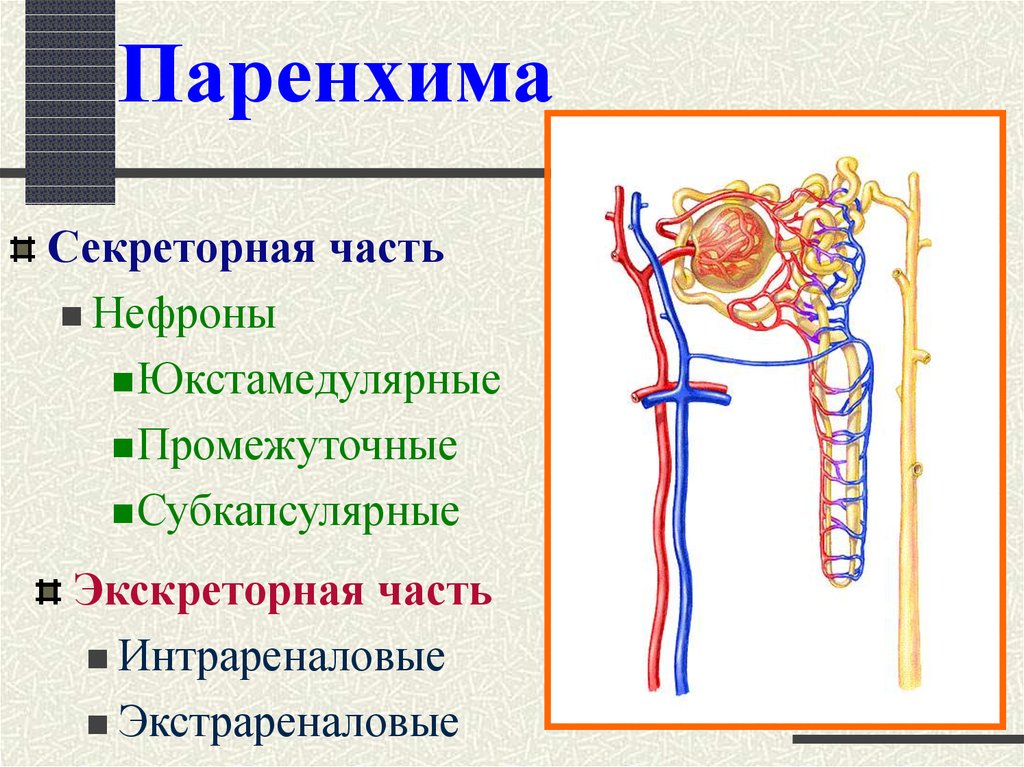 Паренхима что это. Паренхима. Паренхиму. Паренхима у человека. Выделительная паренхима.