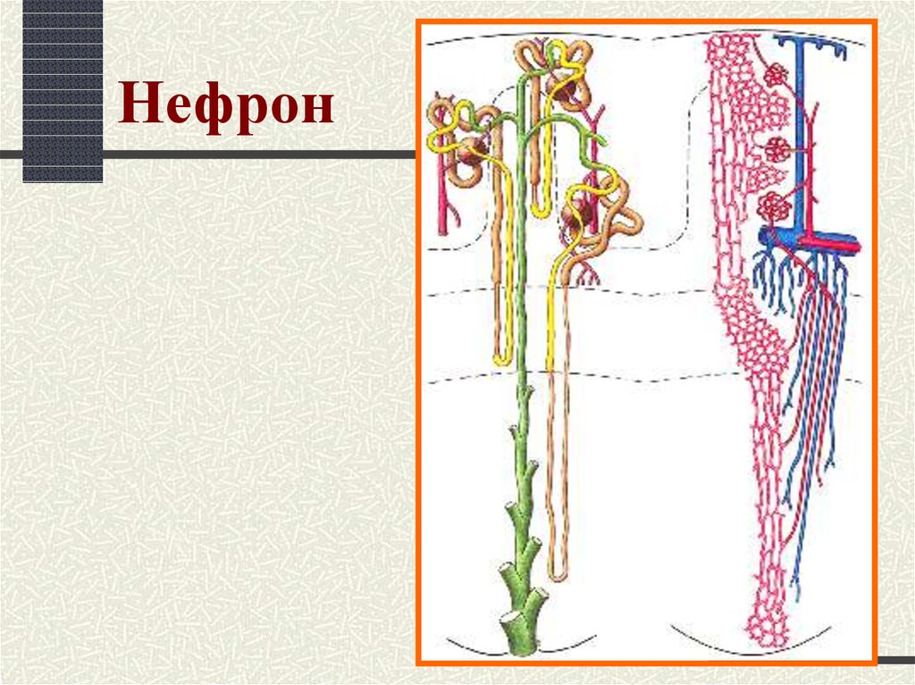 В состав нефрона входят капиллярный клубочек