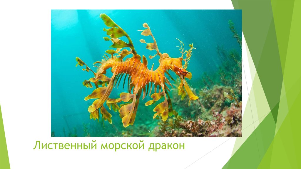 Лиственный морской дракон