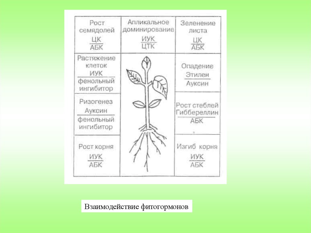 Влияние фитогормонов на рост. Фитогормоны растений функции. Фитогормоны растений таблица. Взаимодействие фитогормонов в растениях. Фитогормоны растений схема.