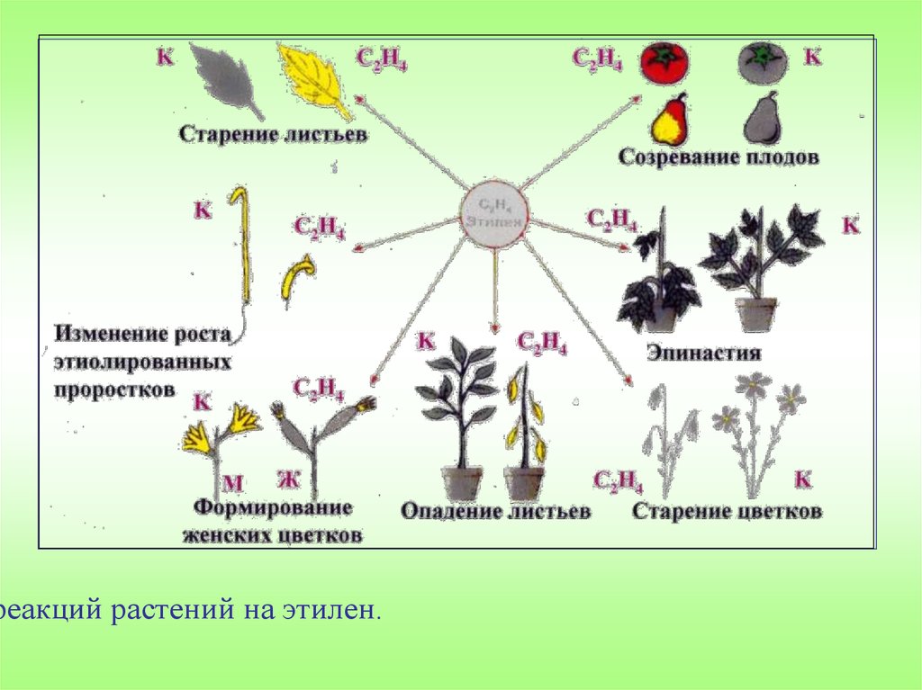 Как называется процесс растений