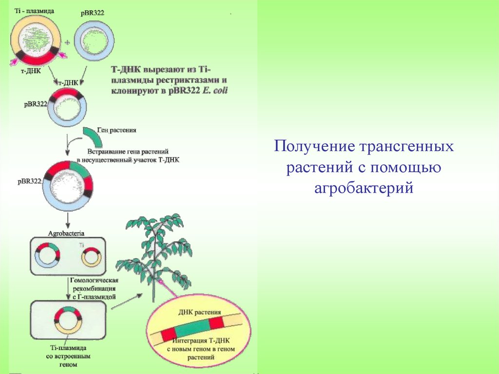 Геном растений