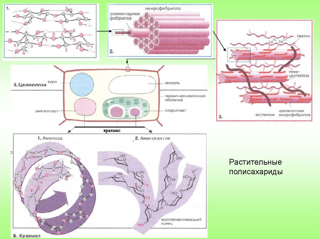Растительная целлюлоза. Фибриллы целлюлозы. Строение фибриллы целлюлозы. Микрофибрилла целлюлозы схема. Строение микрофибрилл целлюлозы.