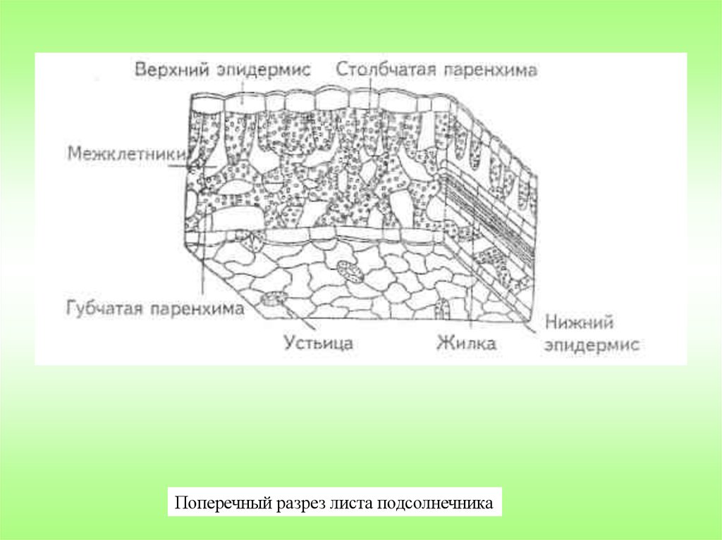 Изображение столбчатой. Губчатая паренхима листа. Верхний эпидермис листа ткани. Столбчатая паренхима листа. Столбчатая и губчатая паренхима листа.