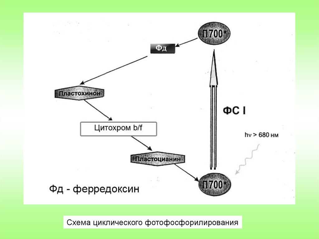 Схема нециклического фосфорилирования