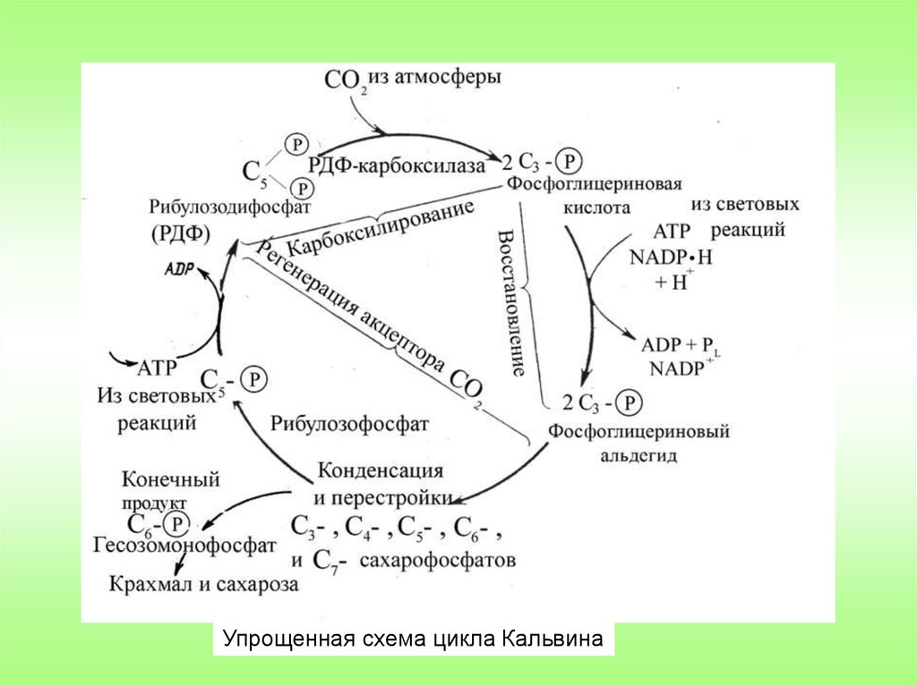 Цикл кальвина схема