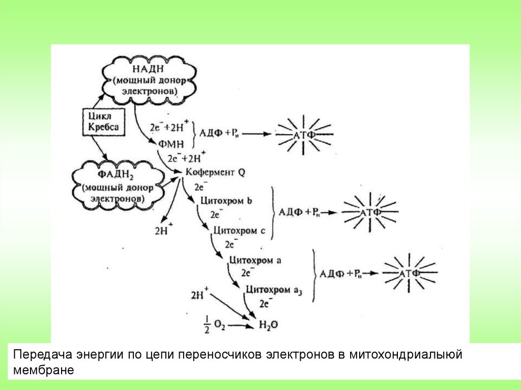 Переносчики электронов. Переносчики электронов в живых системах. Цепь переносчиков электронов. Переносчиками электронов в живых системах являются. Переносчики электронов расположены:.