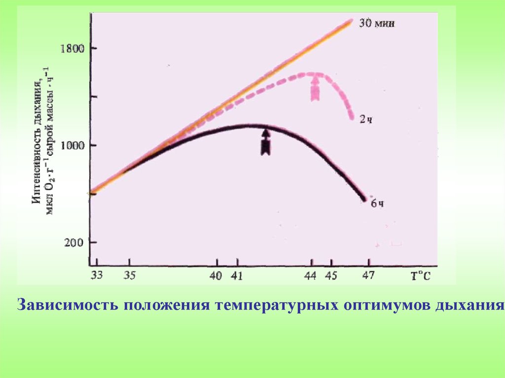 На интенсивность дыхания влияет