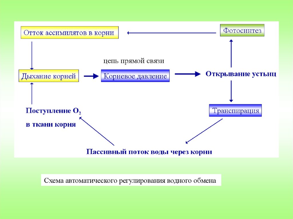 Заполни схему фотосинтез дыхание. Водный обмен схема. Водный обмен растений. Водный обмен растений физиология растений. Этапы водного обмена у растений.