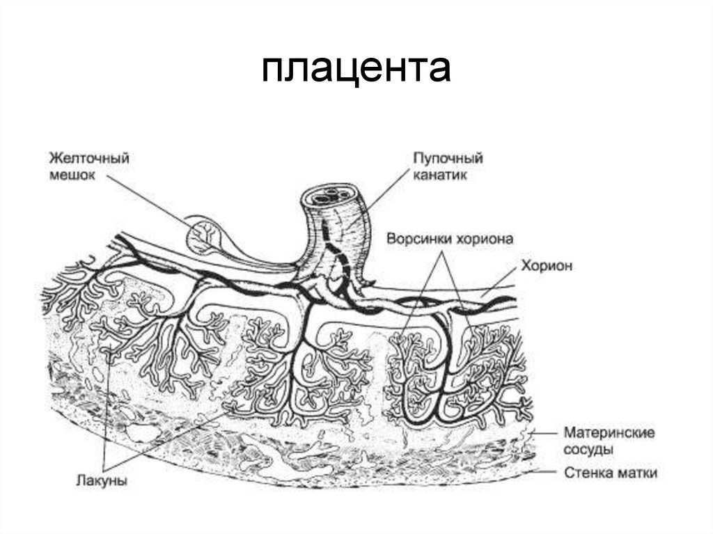 Стенка хориона. Строение ворсинки плаценты. Схематическое строение плаценты. Ворсины хориона плаценты. Строение Котиледон плаценты.