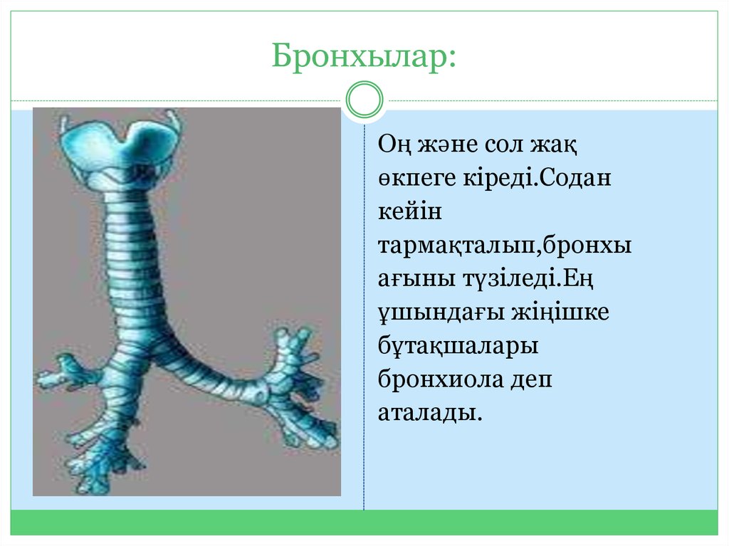 Оң жақ және сол жақ. Бронхылар дегеніміз не. Трахея бронхи бронхиолы. Кеңірдек раскраска. Ауатамырлар.