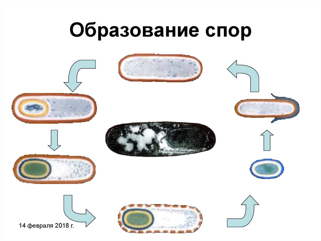 Споры образуются в. Образование спор. Прокариотическая клетка 9 класс. Образование спор прокариотических клеток. Деление прокариотических клеток.