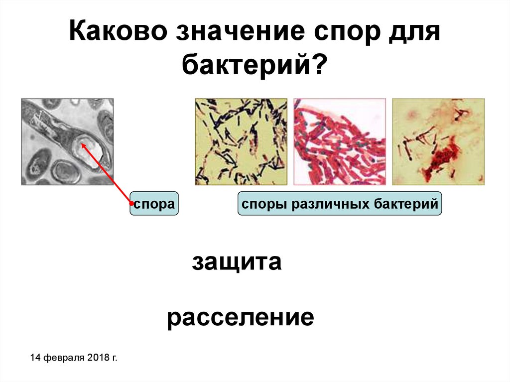 С помощью спор бактерии. Значение спор у бактерий. Значение споры у бактерий. Споры микроорганизмов. Роль спор у бактерий.