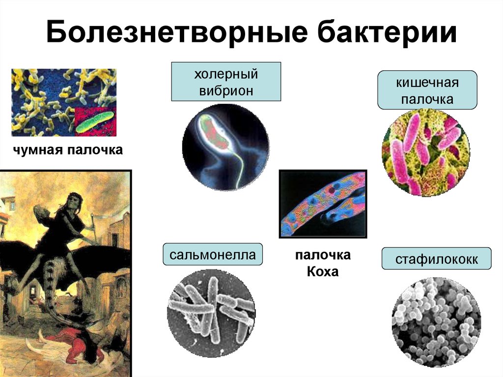 Презентация патогенные бактерии