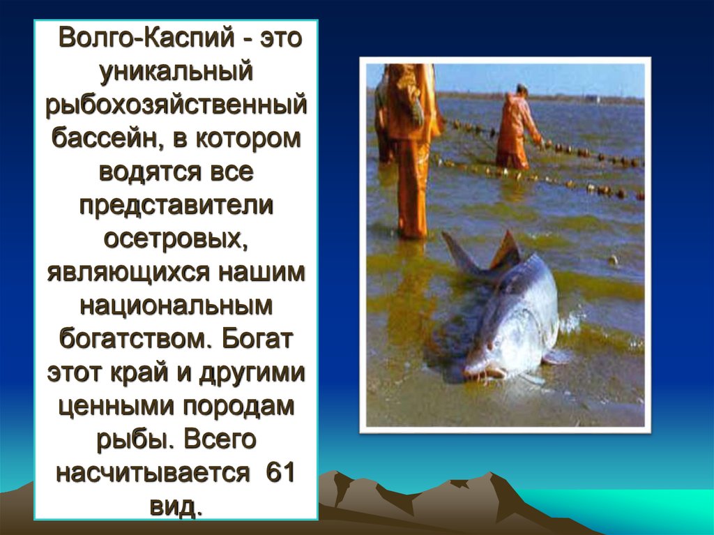 Волго-Каспий - это уникальный рыбохозяйственный бассейн, в котором водятся все представители осетровых, являющихся нашим