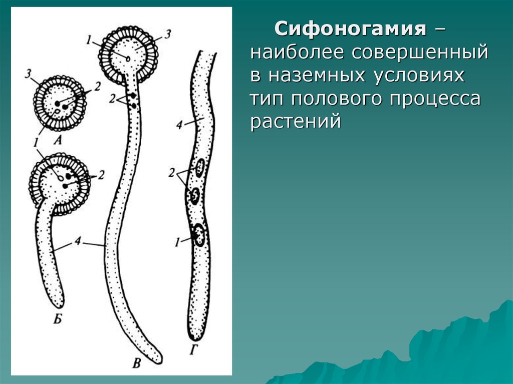 Наиболее совершенный. Сифоногамия. Типы полового процесса у высших растений. Риниофиты. Типы полового спороношения.