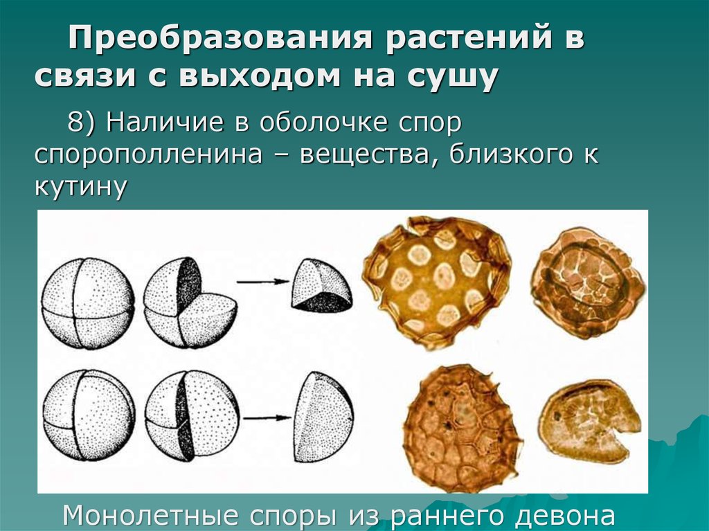 Наличие оболочки. Преобразование растений. Оболочка споры растений. Опробковение растений. Оболочка споры вещество.