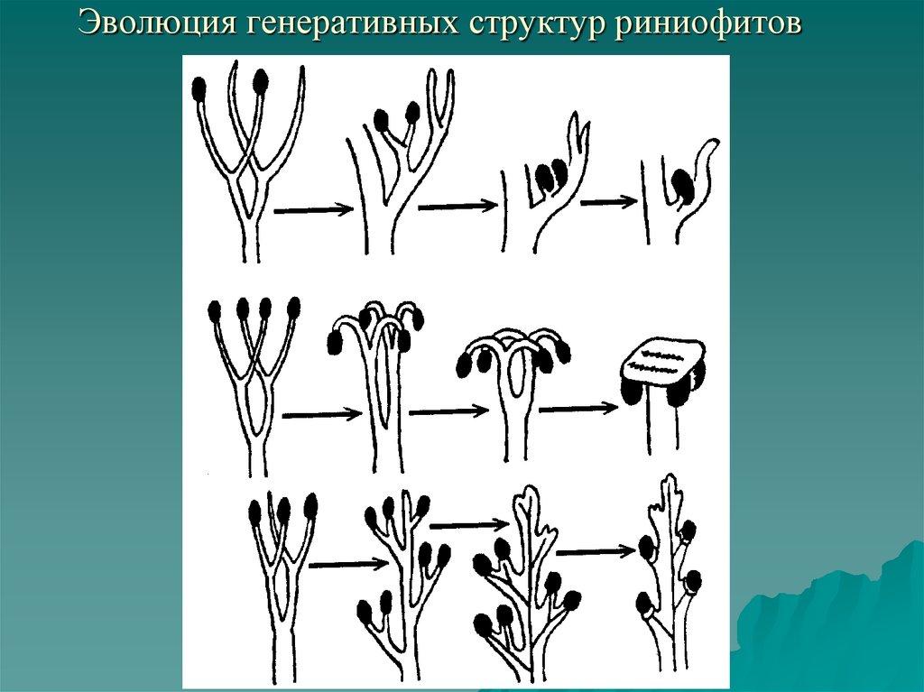 Риниофиты первые растения освоившие наземно воздушную. Риниофиты Эволюция. Эволюция растений риниофиты. Риниевые псилофиты. Риниофит Риния.