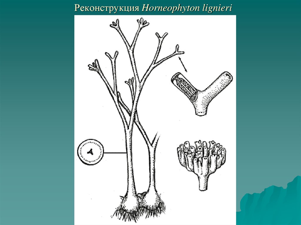 Рисунок высшего растения. Horneophyton lignieri. Строение Ринии (Aglaophyton Major).. Спорофит риниофита. Гаметофит риниофита.