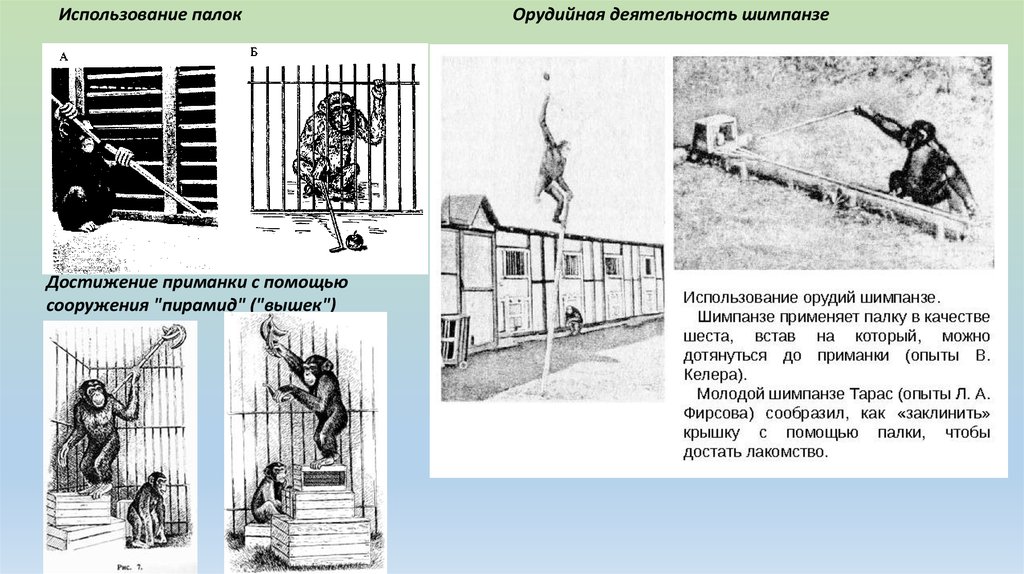 Рассмотрите рисунок на котором изображен шимпанзе пытающийся с помощью палки приблизить к себе