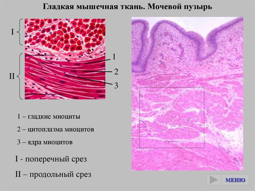 Презентация гистология ткани