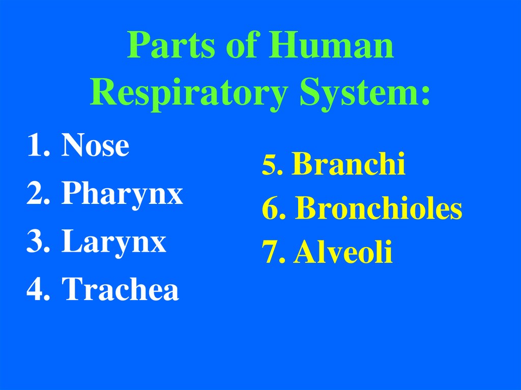 Parts of Human Respiratory System: