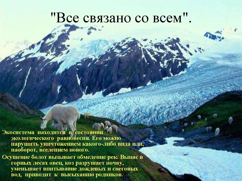 Все связано со всем. Закон все связано со всем. Все связано со всем экология. Закон природы все связано со всем.