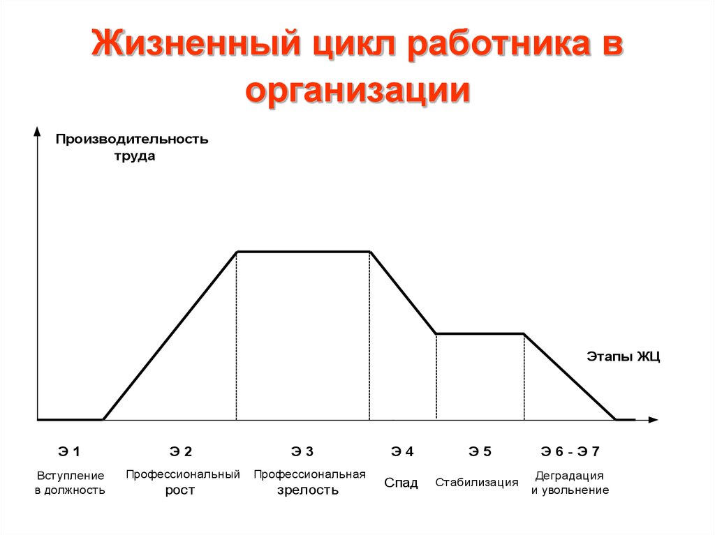 Стадии время жизни