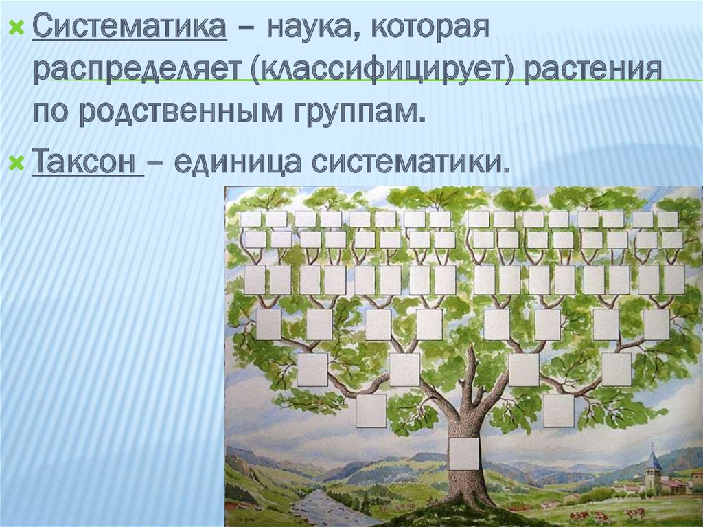 Систематизация науки. Систематика это наука. Родственные растения. Растения родственные винограду.