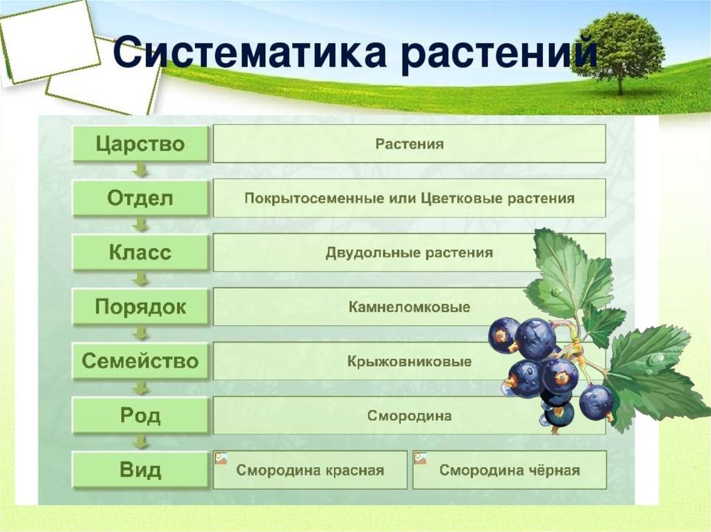 Отдел род вид растения. Систематика растений. Таксономия растений. Систематика растений царство отдел класс порядок. Систематика растений. Род смородина.