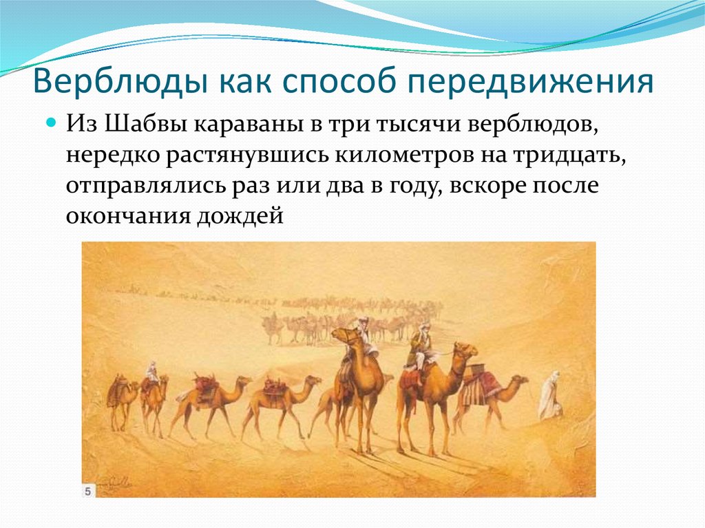 Верблюды как способ передвижения
