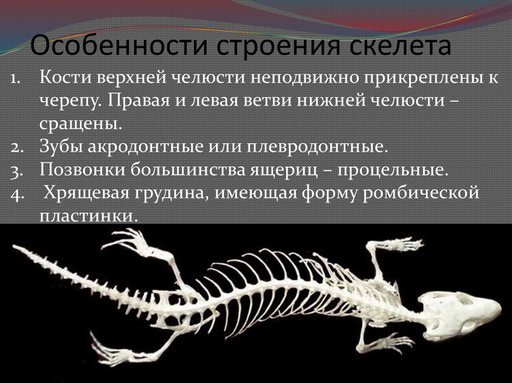 Особенности строения связанные с образом жизни. Особенности строения скелета ящерицы.