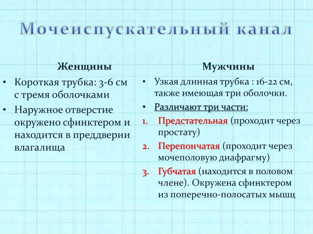 Мочеиспускательный канал у женщин