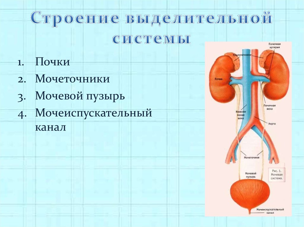 Функция мочевых органов. Мочевыделительная система строение анатомия. Выделительная система человека схема 4 класс. Строение мочевыделительной системы человека анатомия. Строение и функции органов выделительной системы.