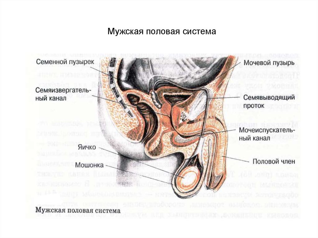 Схема мужской половой системы