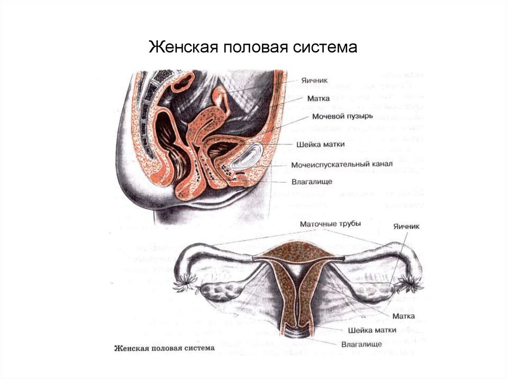 Женская система